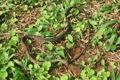 Dendrophidion dendrophis