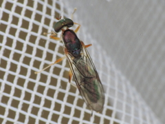 Merosargus caeruleifrons