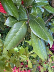 Magnoliopsida