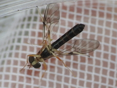 Merosargus caeruleifrons