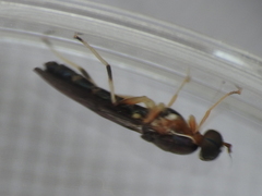 Merosargus caeruleifrons