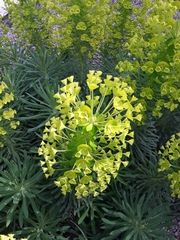 Euphorbia