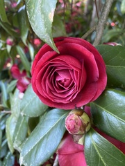 Magnoliopsida