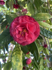 Magnoliopsida