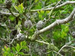 Hakea bucculenta