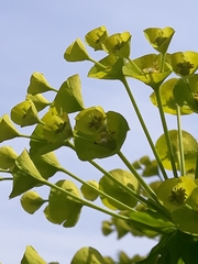 Euphorbia