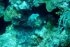 Hypoplectrus unicolor