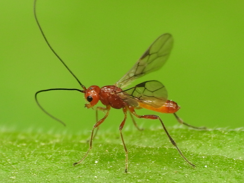 Alysiinae