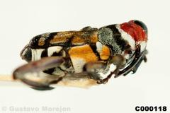 Zygops tripartitus