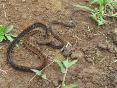 Dendrophidion dendrophis