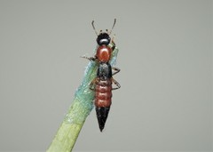 Paederus schoenherri