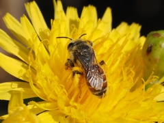 Andrena isis