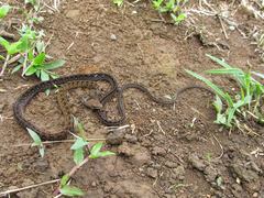 Dendrophidion dendrophis