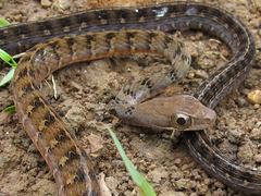 Dendrophidion dendrophis