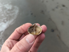 Brachiopoda