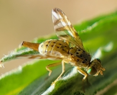 Chaetorellia succinea