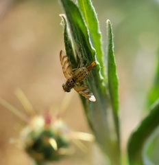 Chaetorellia succinea
