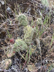 Opuntia × columbiana