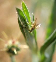 Chaetorellia succinea