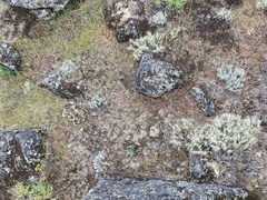 Opuntia × columbiana