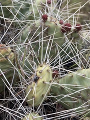 Opuntia × columbiana