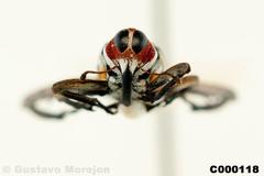Zygops tripartitus