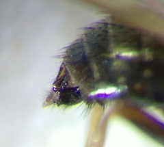 Calliopum simillimum