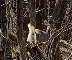 Odocoileus virginianus
