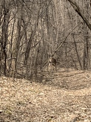 Odocoileus virginianus