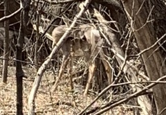 Odocoileus virginianus