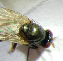 Calliopum simillimum