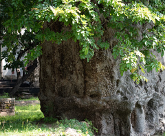 Adansonia digitata