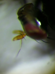 Calliopum simillimum