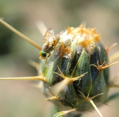 Chaetorellia succinea