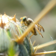 Chaetorellia succinea