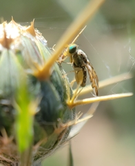 Chaetorellia succinea