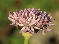 Allium nigrum