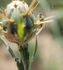 Chaetorellia succinea