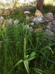 Allium nigrum