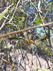 Phoradendron quadrangulare