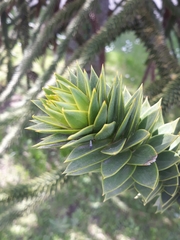 Araucaria araucana
