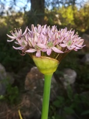 Allium nigrum