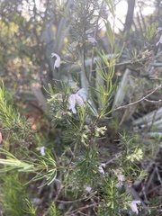 Conradina grandiflora image