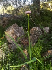 Allium nigrum