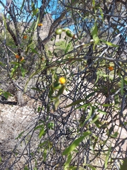 Phoradendron quadrangulare