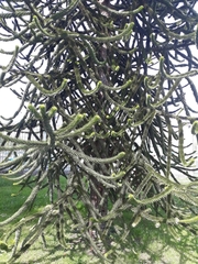 Araucaria araucana