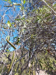 Phoradendron quadrangulare