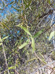 Phoradendron quadrangulare