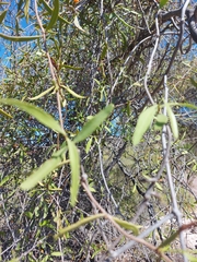 Phoradendron quadrangulare