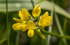 Securigera securidaca